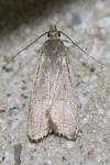 Acompsia cinerella