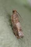 Crocidosema plebejana