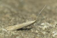 Coleophora