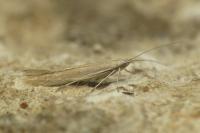 Coleophora