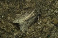 Cnephasia