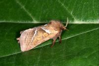 Triodia sylvina
