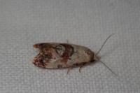 Neocochylis millierana
