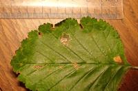 Stigmella mespilicola