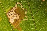 Stigmella mespilicola