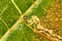 Stigmella mespilicola