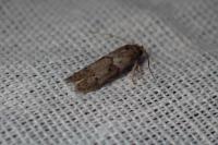 Blastobasis glandulella
