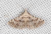Alucita palodactyla