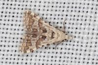 Alucita palodactyla