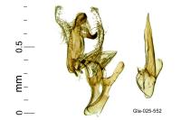Aproaerema suecicella
