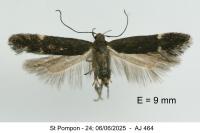 Aproaerema suecicella