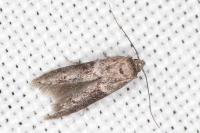 Blastobasis glandulella