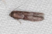 Blastobasis glandulella