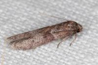 Blastobasis glandulella