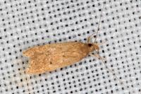Helcystogramma lutatella