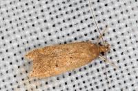 Helcystogramma lutatella