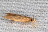Helcystogramma lutatella