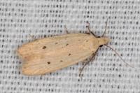 Nothris verbascella