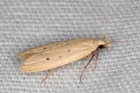 Nothris verbascella