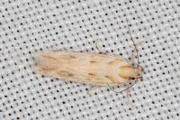 Stomopteryx detersella