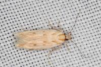 Stomopteryx detersella