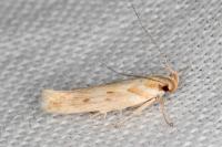 Stomopteryx detersella