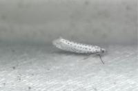 Yponomeuta evonymella