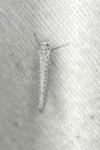 Yponomeuta evonymella