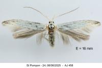Coleophora kuehnella