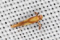 Caloptilia alchimiella