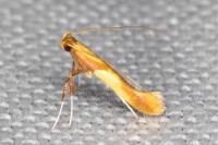 Caloptilia alchimiella