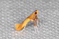 Caloptilia alchimiella