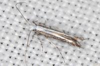 Micrurapteryx kollariella