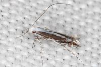 Micrurapteryx kollariella