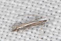 Micrurapteryx kollariella