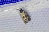 Neocochylis molliculana