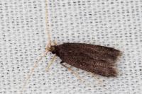 Homaloxestis briantiella
