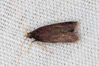 Homaloxestis briantiella