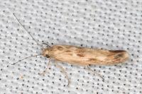 Scythris limbella