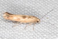 Scythris limbella