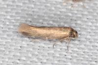 Scythris