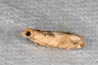 Crocidosema plebejana