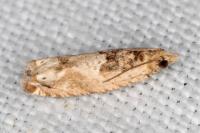 Crocidosema plebejana