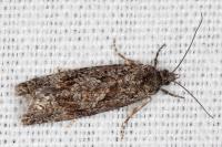 Zeiraphera griseana