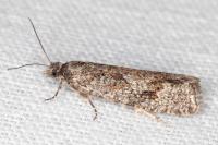 Zeiraphera griseana