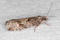 Zeiraphera griseana