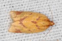Clepsis pallidana