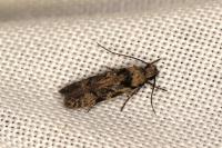 Carpatolechia decorella