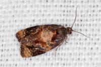 Ditula angustiorana