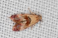 Neocochylis millierana